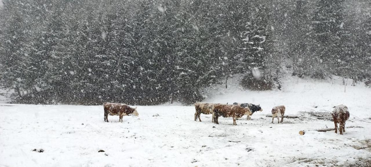 Cabana Ancutei Rucăr Dış mekan fotoğraf